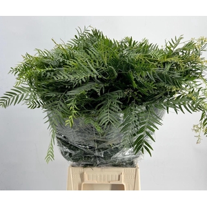 Falso Pepe Green (per bunch)