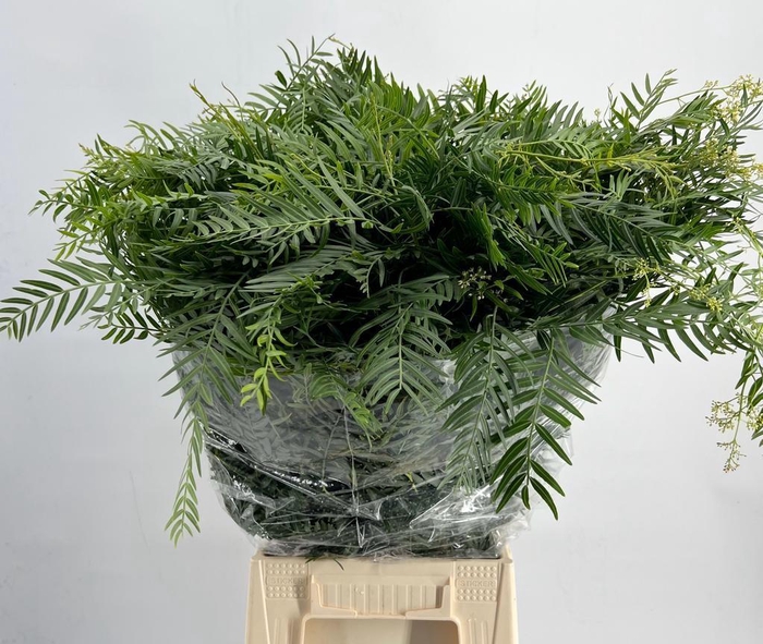 <h4>Falso Pepe Green (per bunch)</h4>