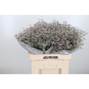 Limonium Tall Pink