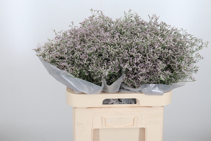 <h4>Limonium Tall Pink</h4>