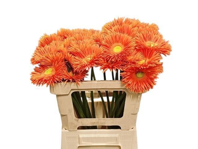 <h4>GE GS YARI+</h4>