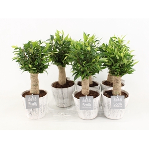 Ficus Be Natasja Wood Wit