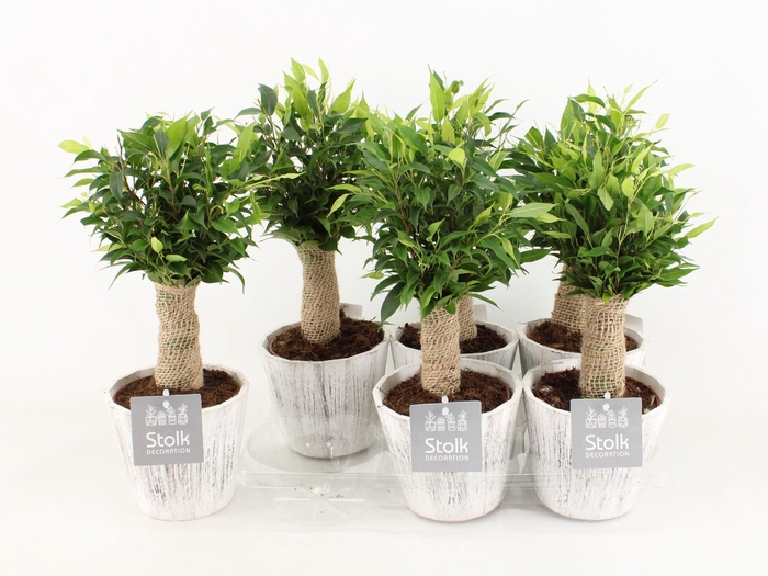 <h4>Ficus Be Natasja Wood Wit</h4>