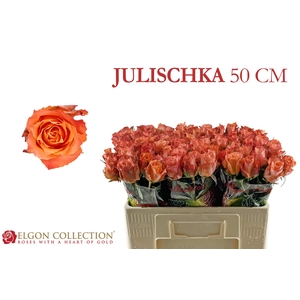 R Gr Julischka