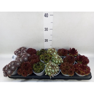 Sempervivum   ...mix