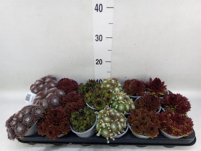 <h4>Sempervivum   ...mix</h4>