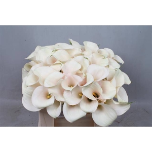 Calla Captain Ventura Kallaland