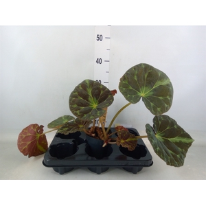 Begonia BD   ...