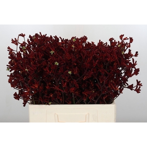Anigozanthos Bush Ruby