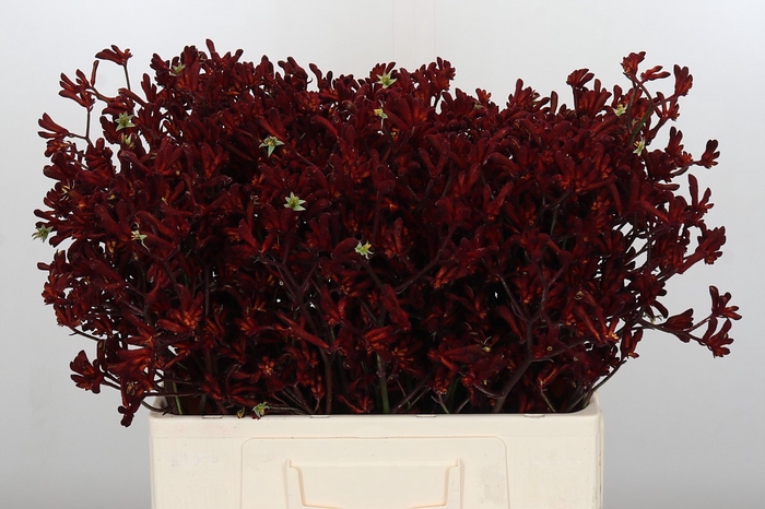 Anigozanthos Bush Ruby