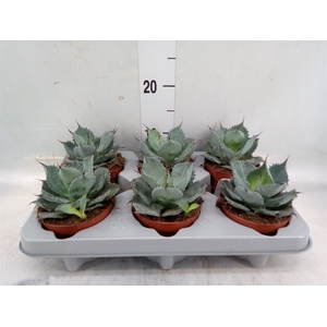 Agave potatorum