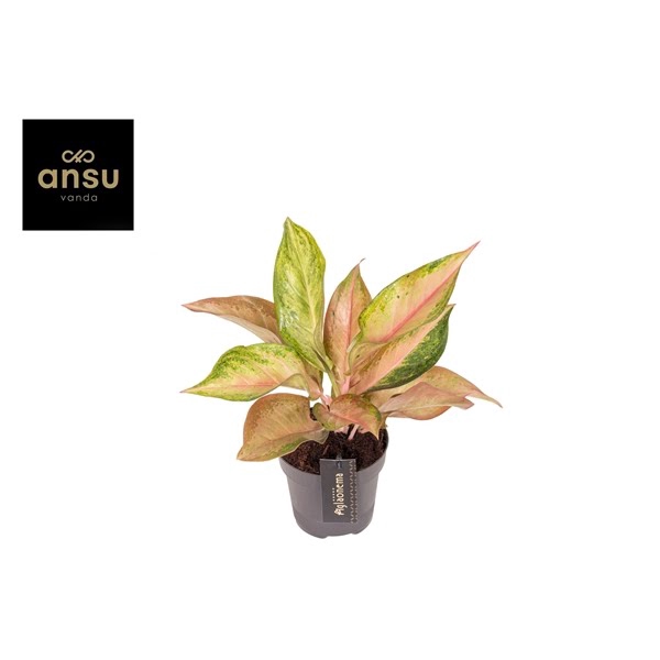 <h4>Aglaonema Guave Pink</h4>