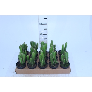CACTUS ACANTHOCEREUS TETRAGONUS P09