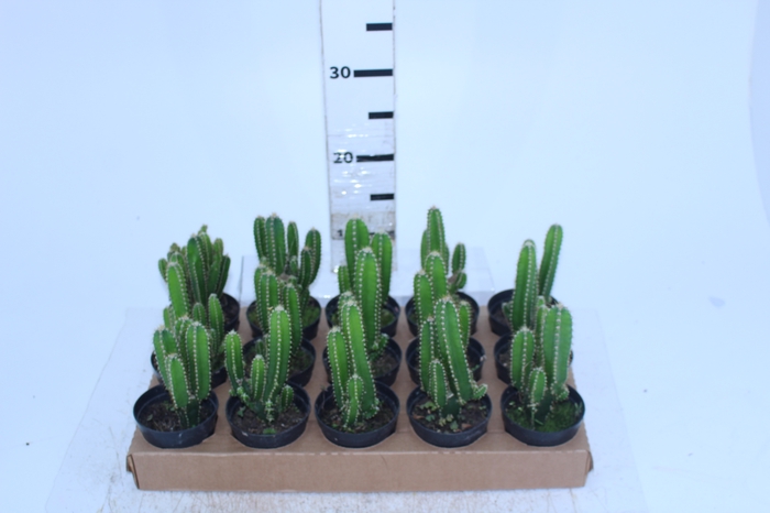 CACTUS ACANTHOCEREUS TETRAGONUS P09