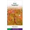 Acer palmatum Sangokaku