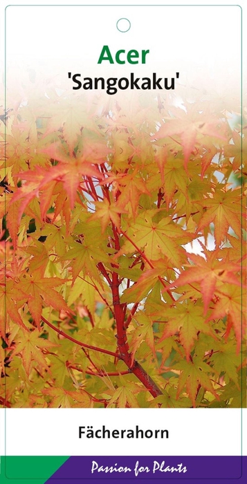 Acer palmatum Sangokaku