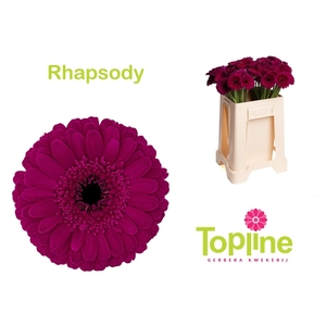GE MI RHAPSODY