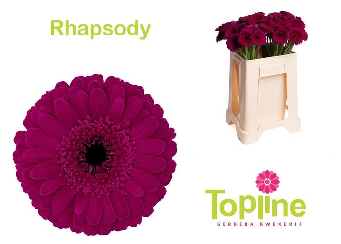 <h4>GE MI RHAPSODY</h4>