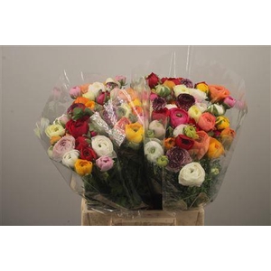 Ran El Mixed In Bunch