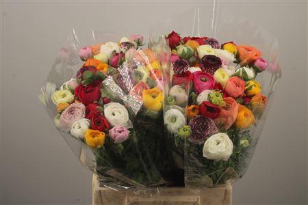 <h4>Ran El Mixed In Bunch</h4>