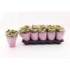 Kalanchoe Rosalina rose-wit Alano Bicolor