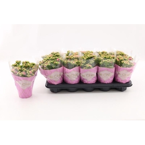Kalanchoe Rosalina rose-wit Alano Bicolor