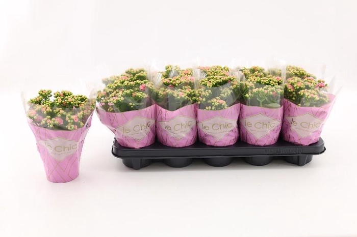 Kalanchoe Rosalina rose-wit Alano Bicolor