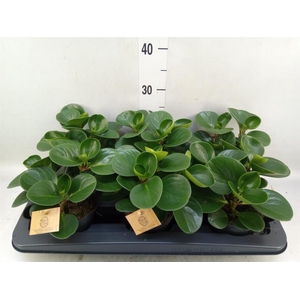 Peperomia obt. 'Green Gold'