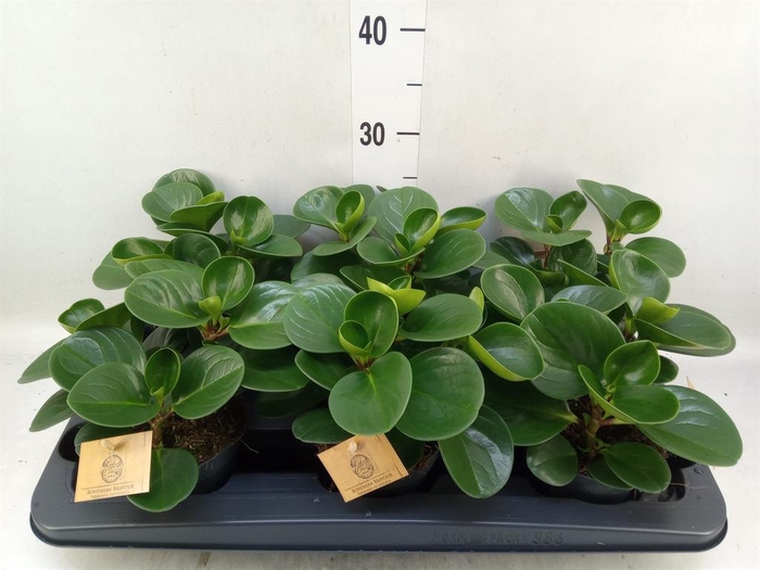 <h4>Peperomia obt. 'Green Gold'</h4>