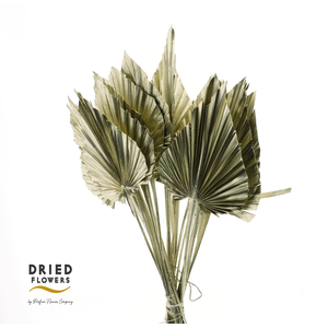 Dried Palm Spear Small Platina
