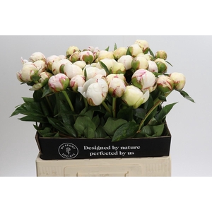 Paeonia L Snow Mountain