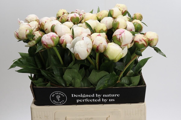 <h4>Paeonia L Snow Mountain</h4>
