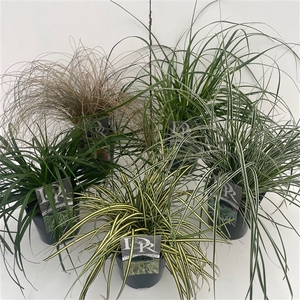 Graminées Carex mix