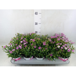 Dianthus  'Pink Kisses'