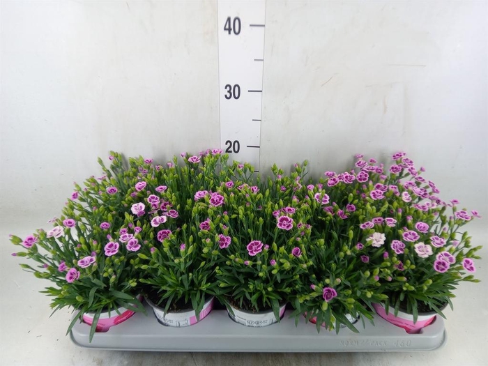<h4>Dianthus  'Pink Kisses'</h4>