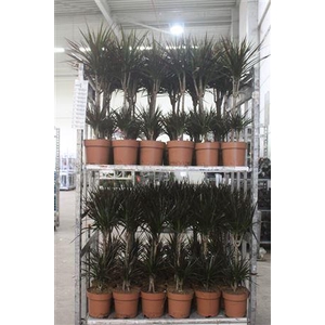 ** Dra Marg Magenta 45-20 Cm * Spring Deal *