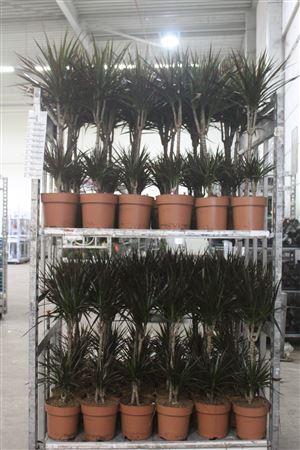 <h4>** Dra Marg Magenta 45-20 Cm * Spring Deal *</h4>