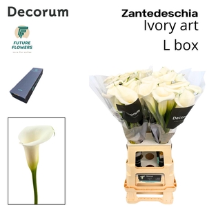 ZANT IVORY ART LARGE BOX 70 CM