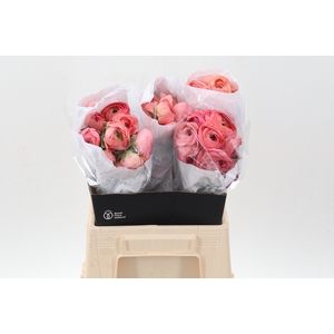 Ran Cloni Salmon Coral 40cm Ecu