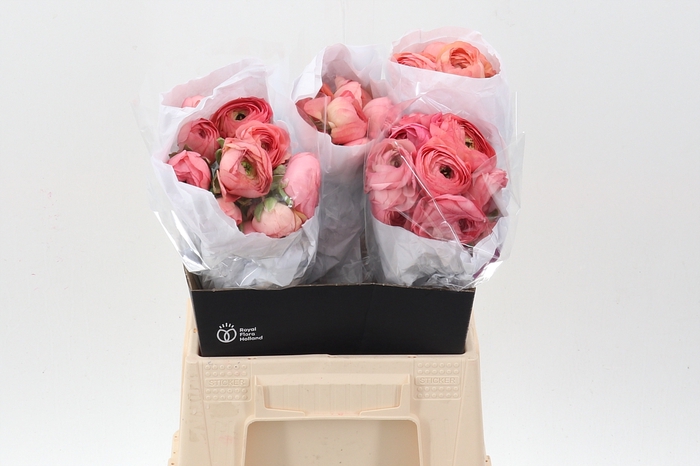 <h4>Ran Cloni Salmon Coral 40cm Ecu</h4>
