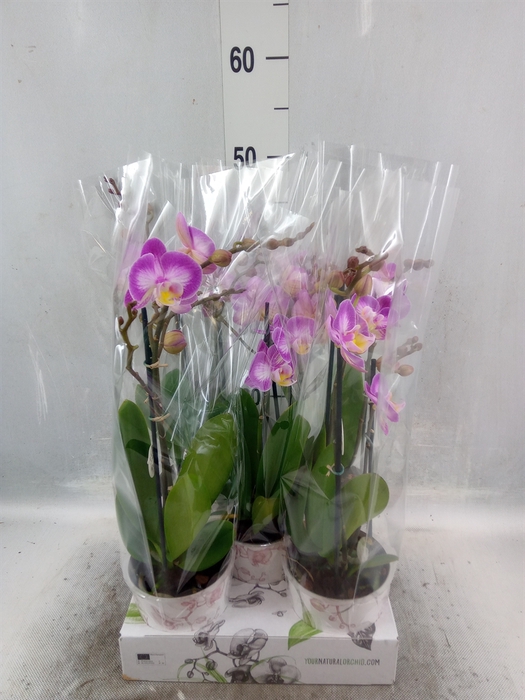 <h4>Phalaenopsis   ...rose</h4>