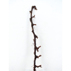 GRAPE WOOD NATURAL  175CM