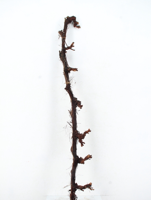 <h4>GRAPE WOOD NATURAL  175CM</h4>