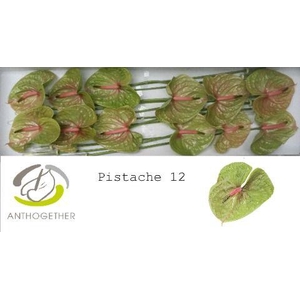 Anthurium Pistache