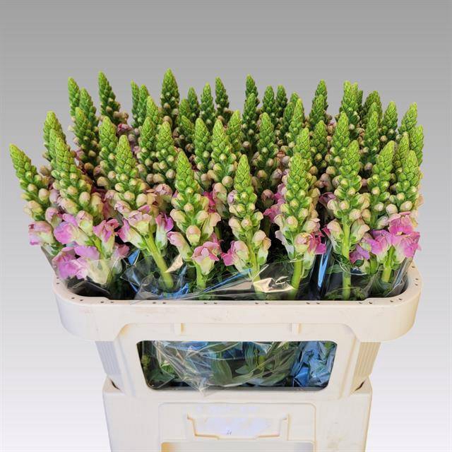 <h4>ANTIR LEGEND LI PINK</h4>