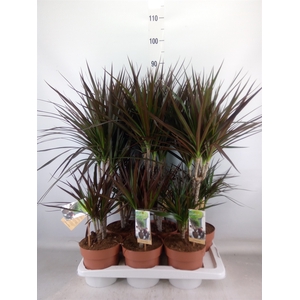 Dracaena marg. 'Magenta'
