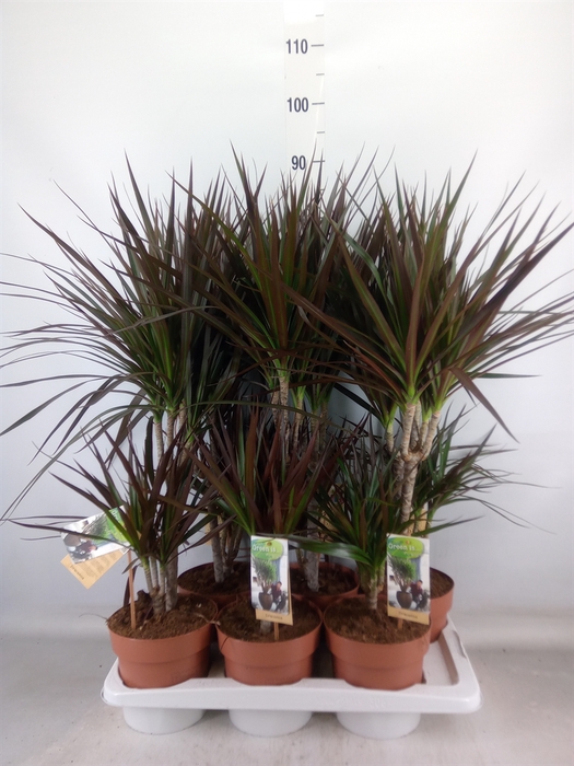 <h4>Dracaena marg. 'Magenta'</h4>