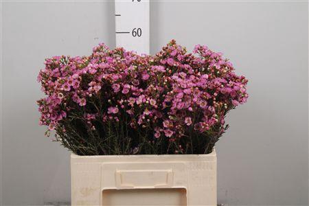 <h4>Chame Me Grand Adi</h4>