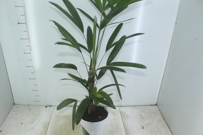 <h4>PALMEIRA RAPHIS P17</h4>