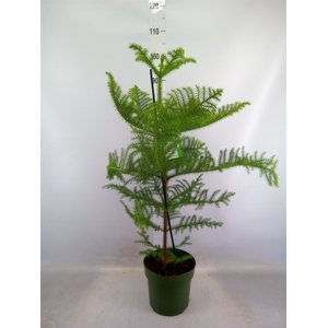 Araucaria heterophylla